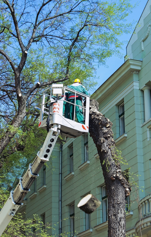 Professional Tree Removal Tree Service Riverdale